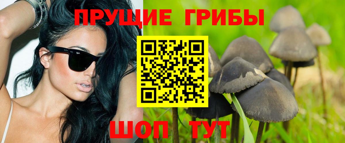 закладки  Псилоцибиновые грибы Psilocybine cubensis  Вход с VPN  Братск 